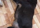Cachorro é encontrado morto em área de residencia no centro  de Nova Santa Rosa (vídeo)