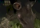Anta resgatada após acidente na BR-277 volta à natureza no Paraná