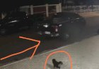 Polícia mobiliza forças da fronteira após furto de caminhonete em Nova Santa Rosa