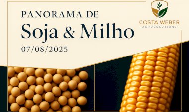 PANORAMA DE MERCADO DE SOJA E MILHO 07/08/2025