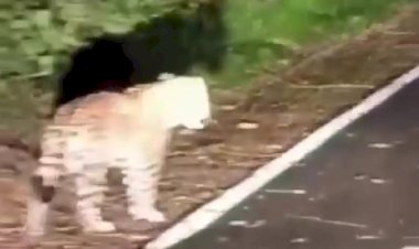 Onça-pintada surpreende visitantes em ciclovia do Parque Nacional do Iguaçu