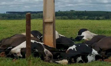 Caso de vacas eletrocutadas ocorrido em Marechal Rondon se repete na região
