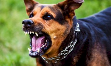 Cachorro  solto   oferece risco a Criança e adultos em Nova Santa Rosa