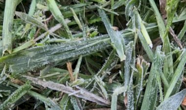 Primeira geada de 2026 é registrada na Serra Catarinense em pleno mês de janeiro