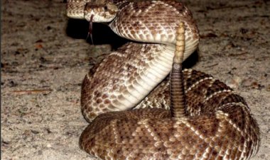 Cobra cascavel é encontrada no Centro de Marechal Rondon e mobiliza Corpo de Bombeiros