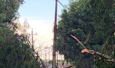 ATENÇÃO: Queda de árvores mantém  interdita rodovia entre Clube Lira e Novo Horizonte em Marechal Rondon