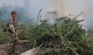 Operação  conjunta entre Polícia Federal do Brasil e Secretaria Nacional Antidrogas do Paraguai destrói plantações e apreende mais de 6 toneladas de maconha