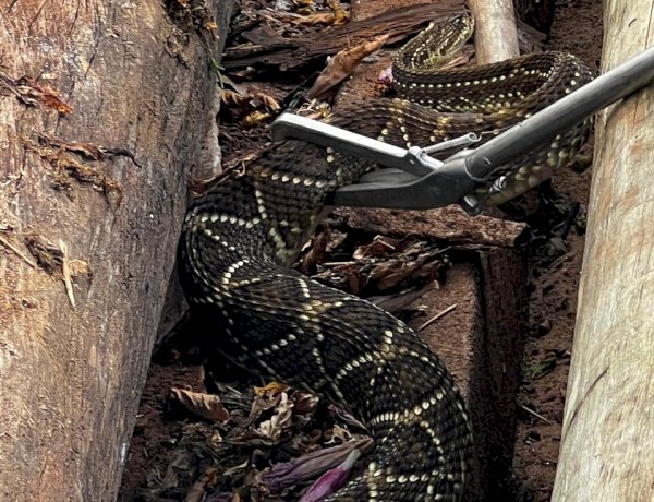 Cobra Cascavel (Crotalus durissus) é capturada após atacar cães em residência