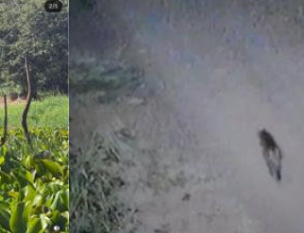 Onça-parda e sucuri  são  flagradas por moradores em Marechal Rondon e Mercedes no Oeste do Paraná