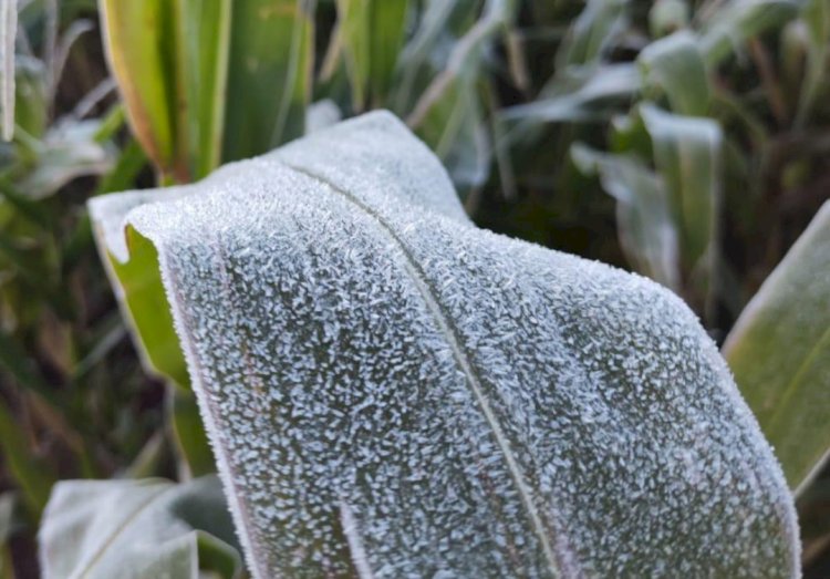 Simepar e IDR-Paraná encerraram nesta sexta-feira o boletim Alerta Geada 2025