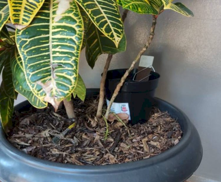 Nova Santa Rosa intensifica ações de combate ao mosquito Aedes aegypti