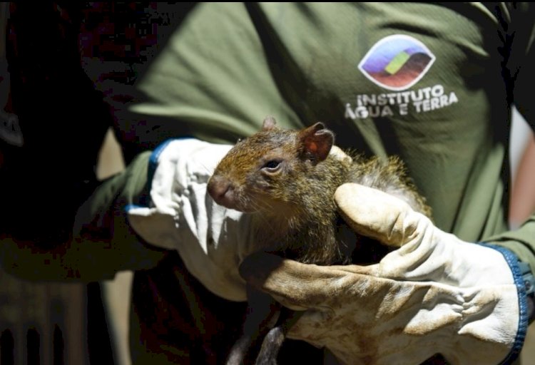 Criadouro irregular com animais silvestres é multado em R$ 67 mil no Paraná