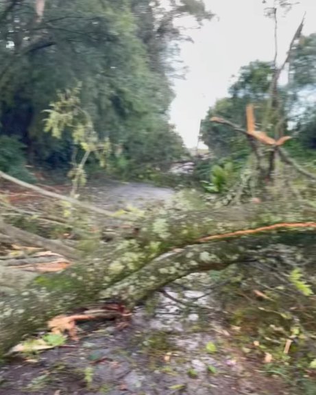Chuvas com vento causam estragos pontuais na região de Marechal Rondon
