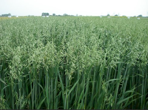 Hora de Plantar aveia! Em Nova Santa Rosa semente começa  a ser entregue hoje pela prefeitura