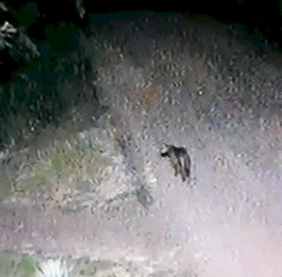 Onça-parda e sucuri  são  flagradas por moradores em Marechal Rondon e Mercedes no Oeste do Paraná