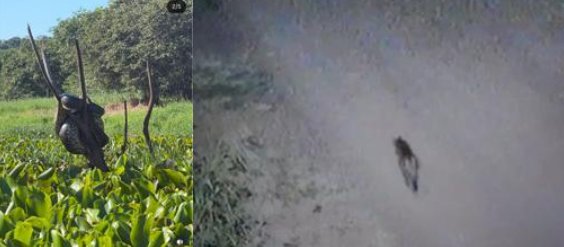 Onça-parda e sucuri  são  flagradas por moradores em Marechal Rondon e Mercedes no Oeste do Paraná