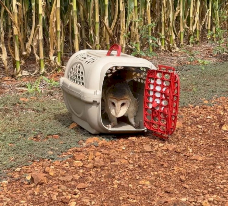 Coruja resgatada em Nova Santa Rosa é reabilitada e devolvida à natureza