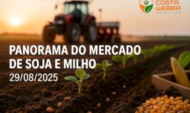Panorama do Mercado de Milho e Soja 29/08/2025