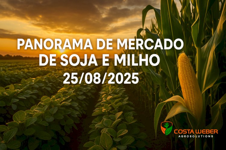 Panorama de Mercado de Soja e Milho 25/08/2025