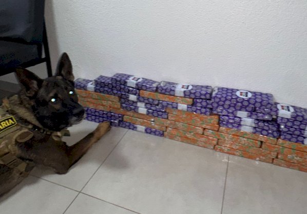 Mulher é presa com mais de  24 kg de maconha em ônibus na região