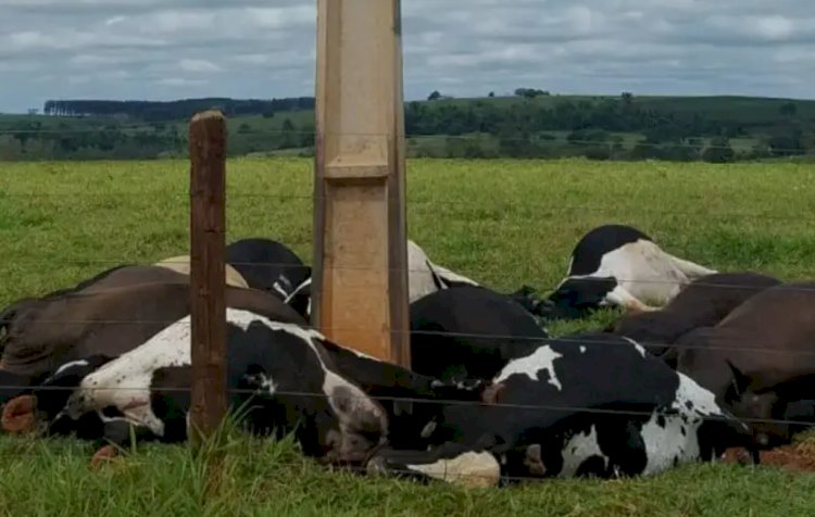 Caso de vacas eletrocutadas ocorrido em Marechal Rondon se repete na região
