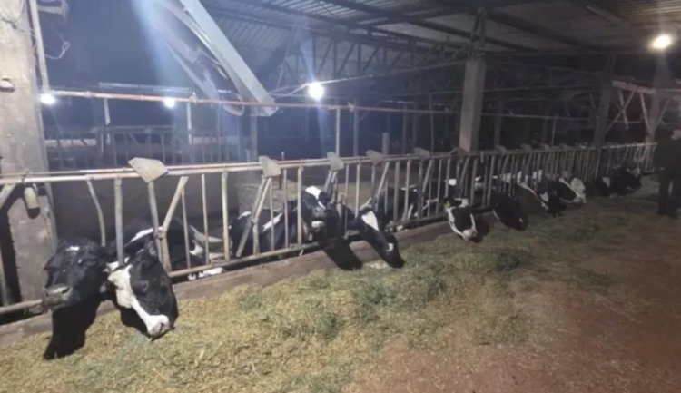 Caso de vacas eletrocutadas ocorrido em Marechal Rondon se repete na região
