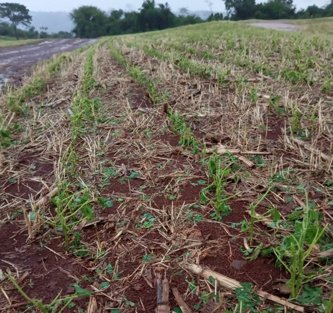 Fotos mostram os estragos causados pelo temporal em Marechal Rondon e região