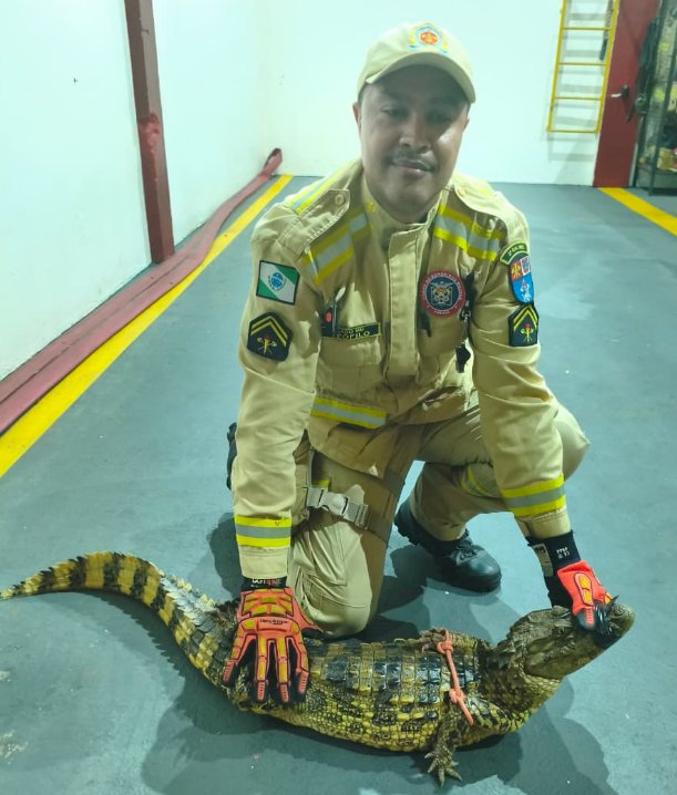 Corpo de Bombeiros captura jacaré  na no trevo de acesso a cidade de Altônia (PR)