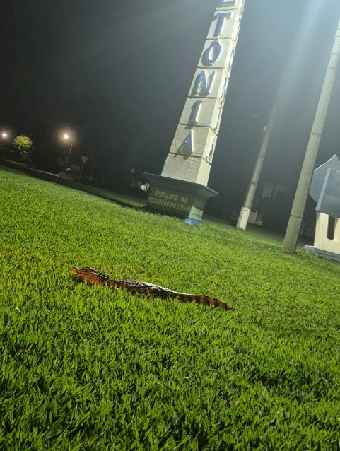 Corpo de Bombeiros captura jacaré  na no trevo de acesso a cidade de Altônia (PR)