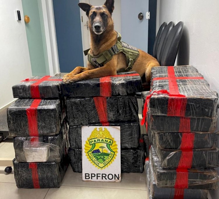 Traficante é preso com  193 kg de maconha  após perseguição entre Marechal Rondon e Toledo